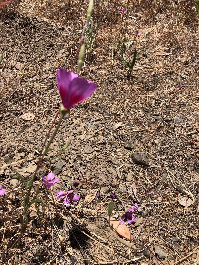 Clarkia amoena subsp. amoena photo 5