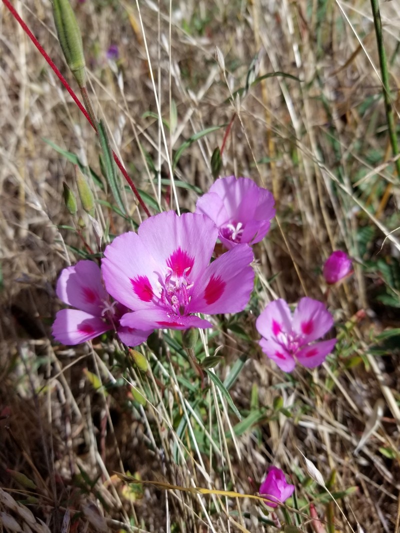 Clarkia amoena subsp. amoena photo 6