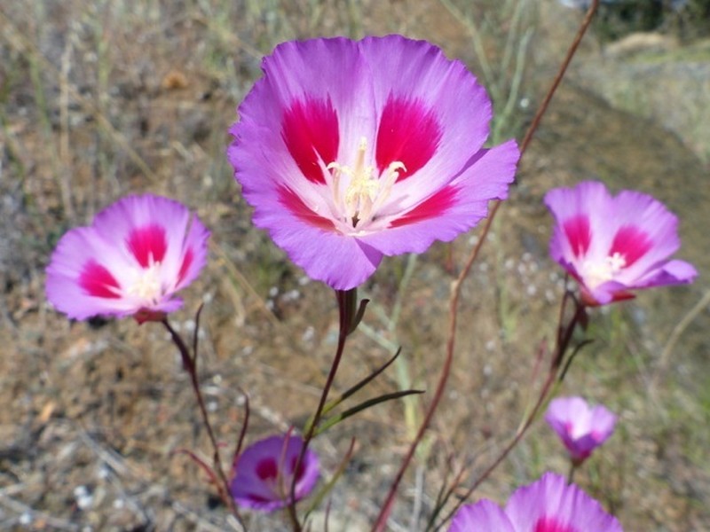 Clarkia amoena subsp. amoena photo 7