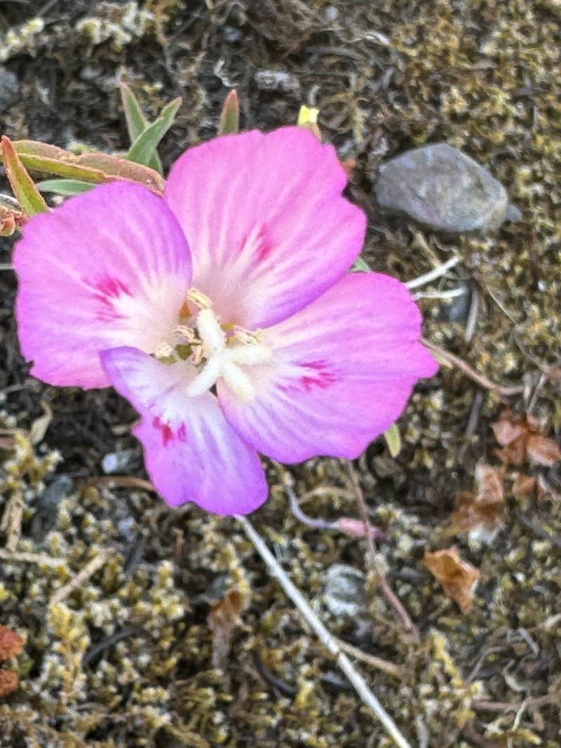 Clarkia amoena subsp. caurina