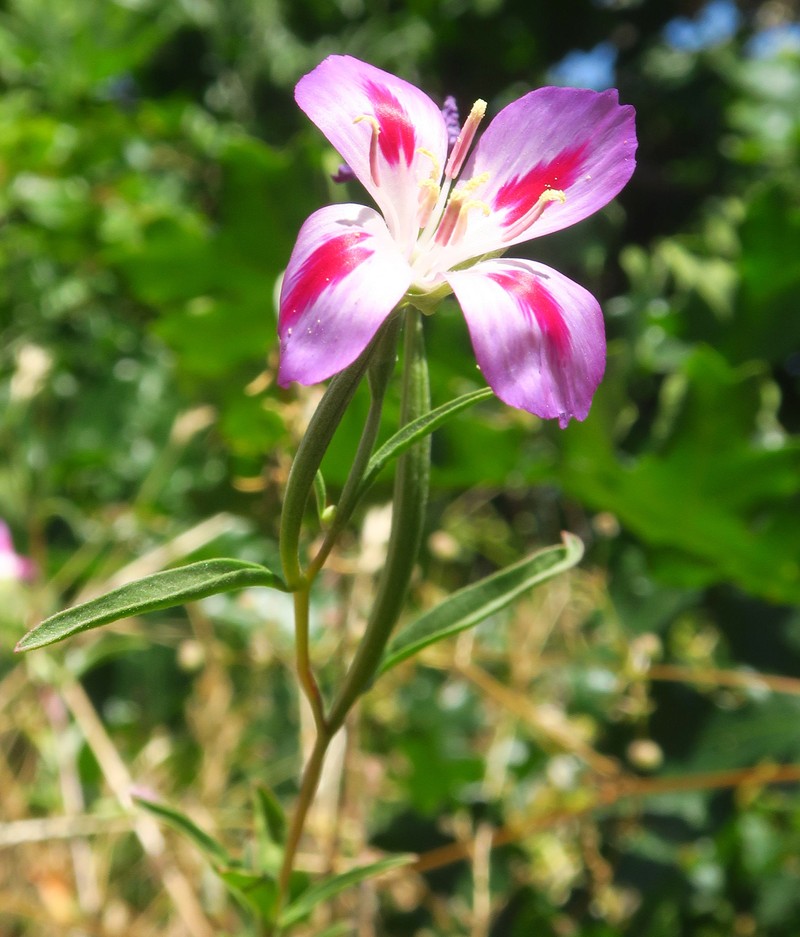 Clarkia amoena subsp. caurina photo 2