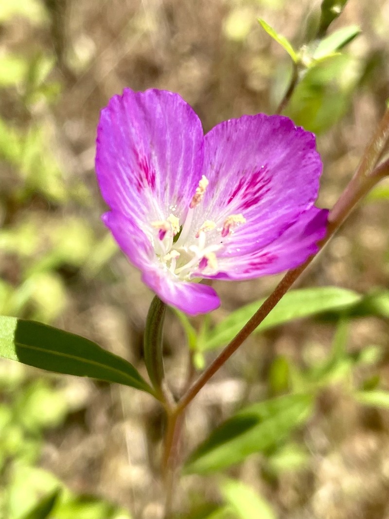 Clarkia amoena subsp. caurina photo 3