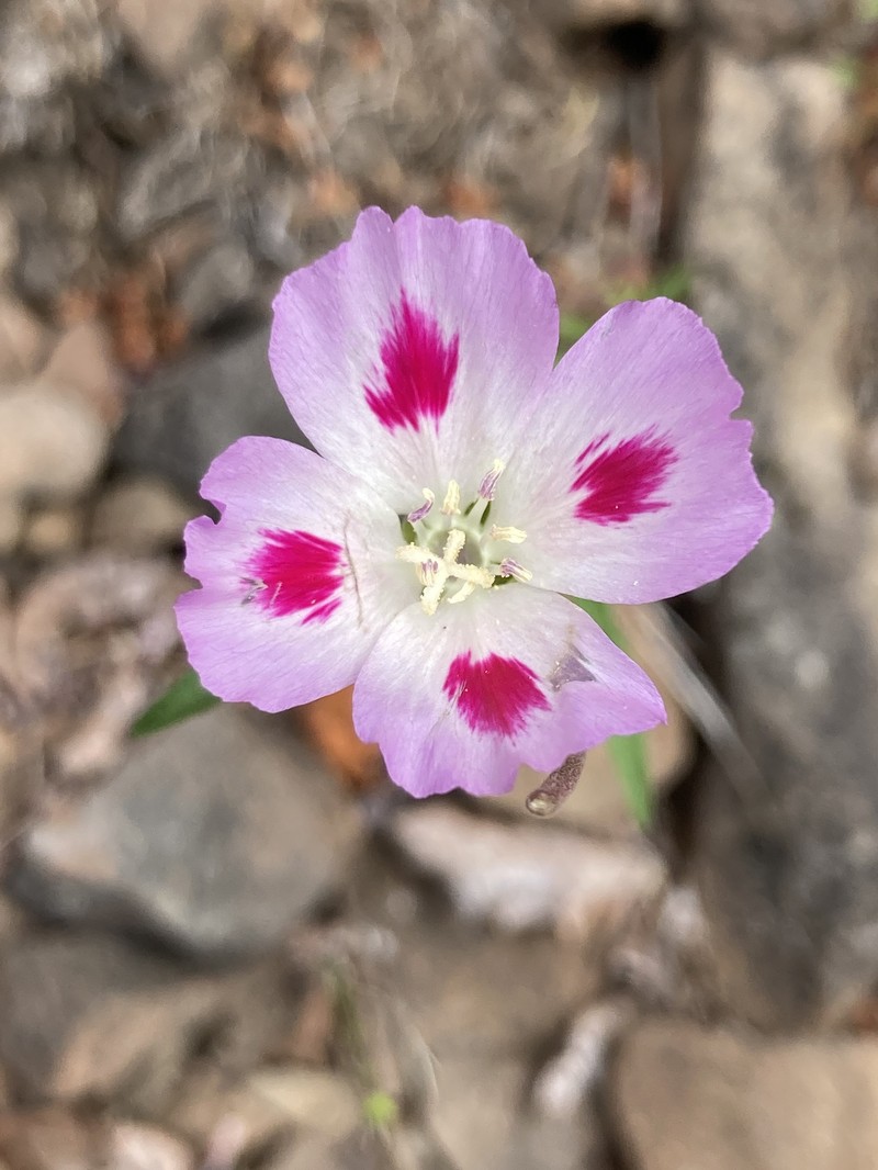 Clarkia amoena subsp. caurina photo 4