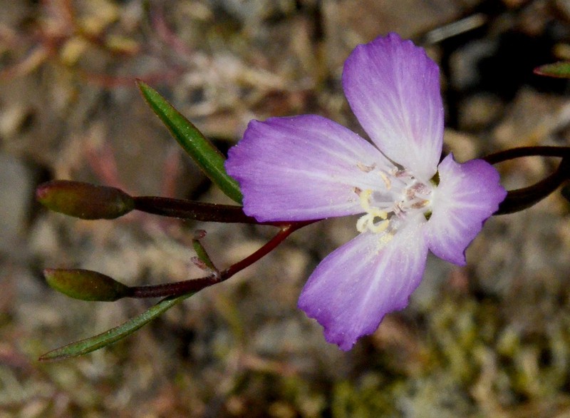 Clarkia amoena subsp. caurina photo 5