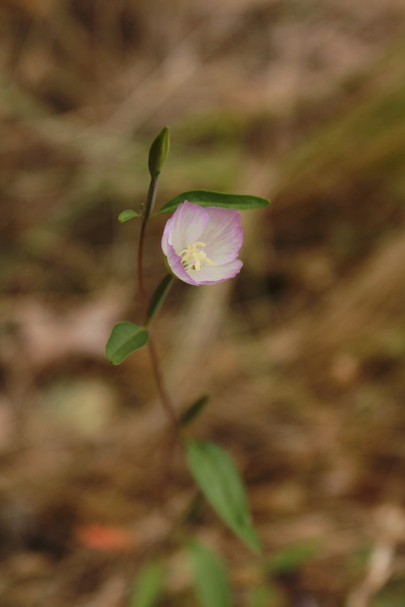 Clarkia amoena subsp. caurina photo 6