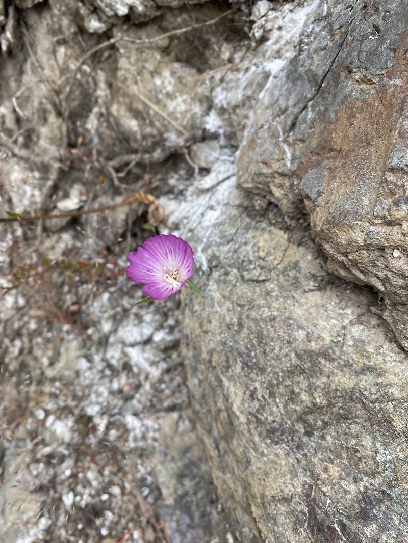 Clarkia amoena subsp. caurina photo 7