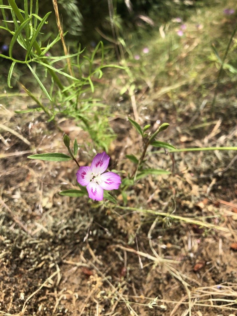 Clarkia amoena subsp. caurina photo 8