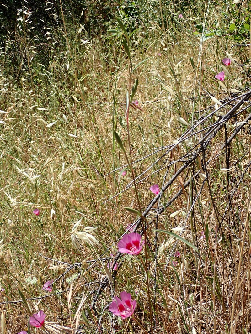 Clarkia amoena subsp. huntiana