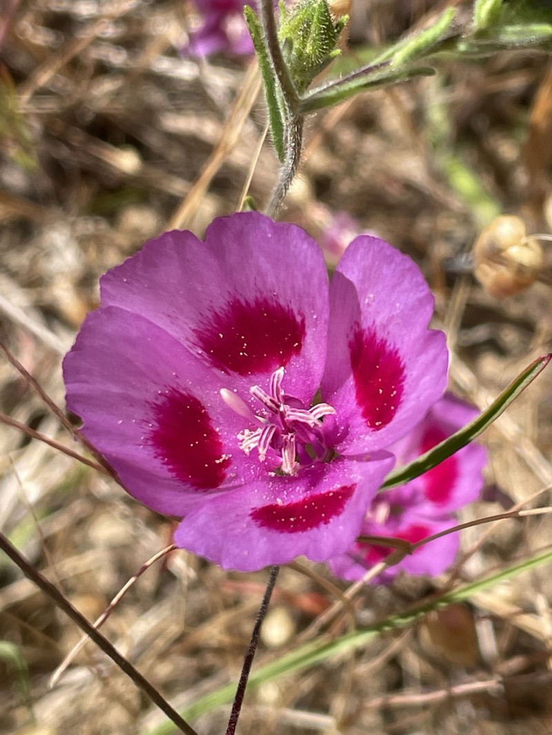 Clarkia amoena subsp. huntiana photo 2