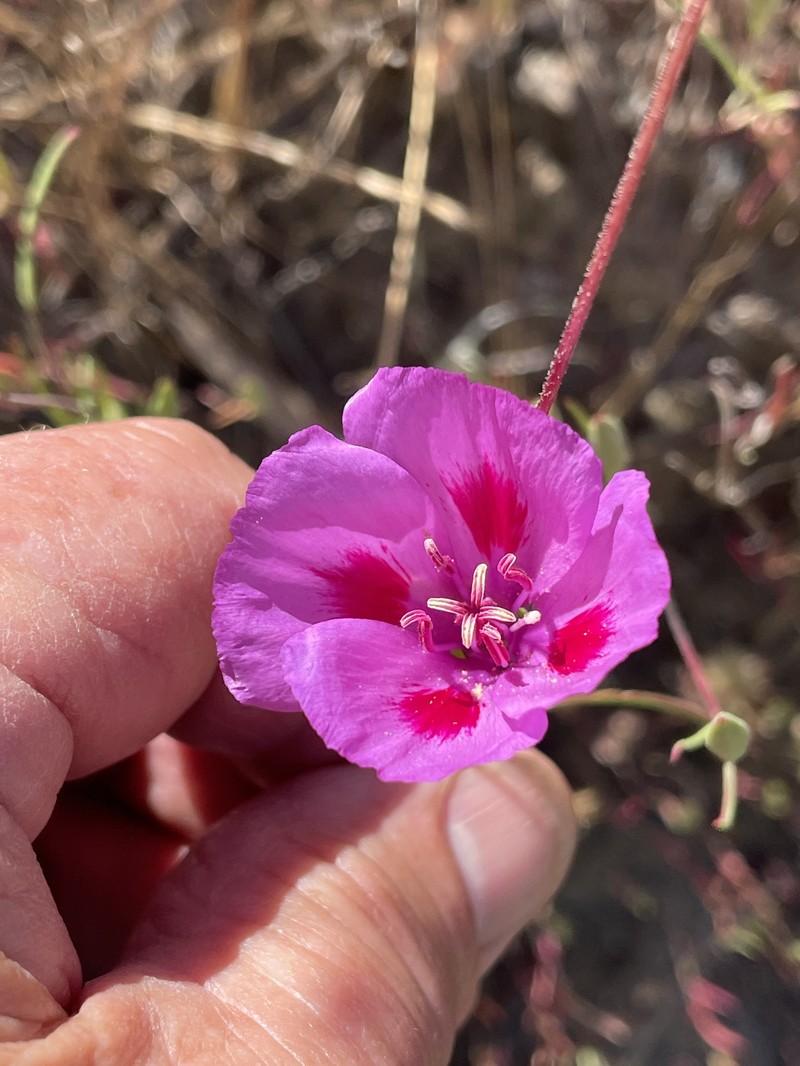 Clarkia amoena subsp. huntiana photo 3