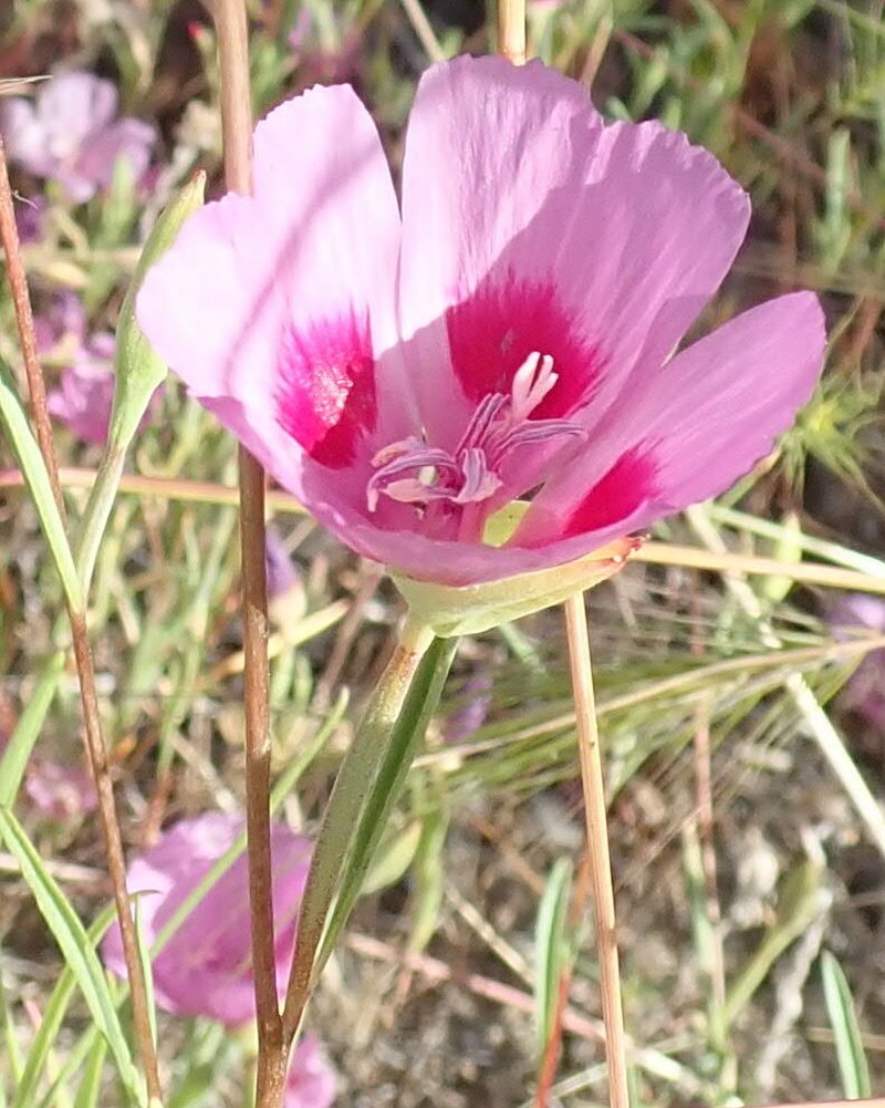 Clarkia amoena subsp. huntiana photo 4