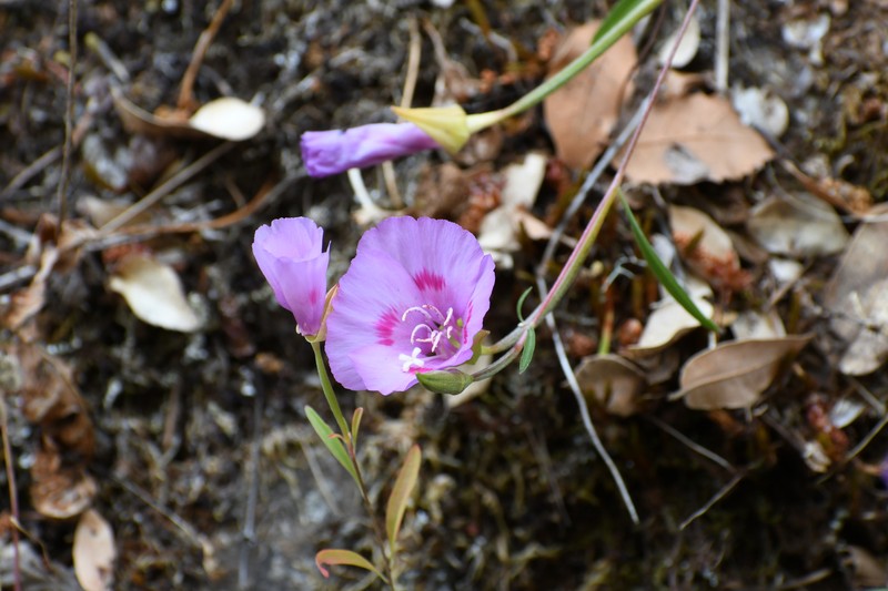 Clarkia amoena subsp. huntiana photo 5