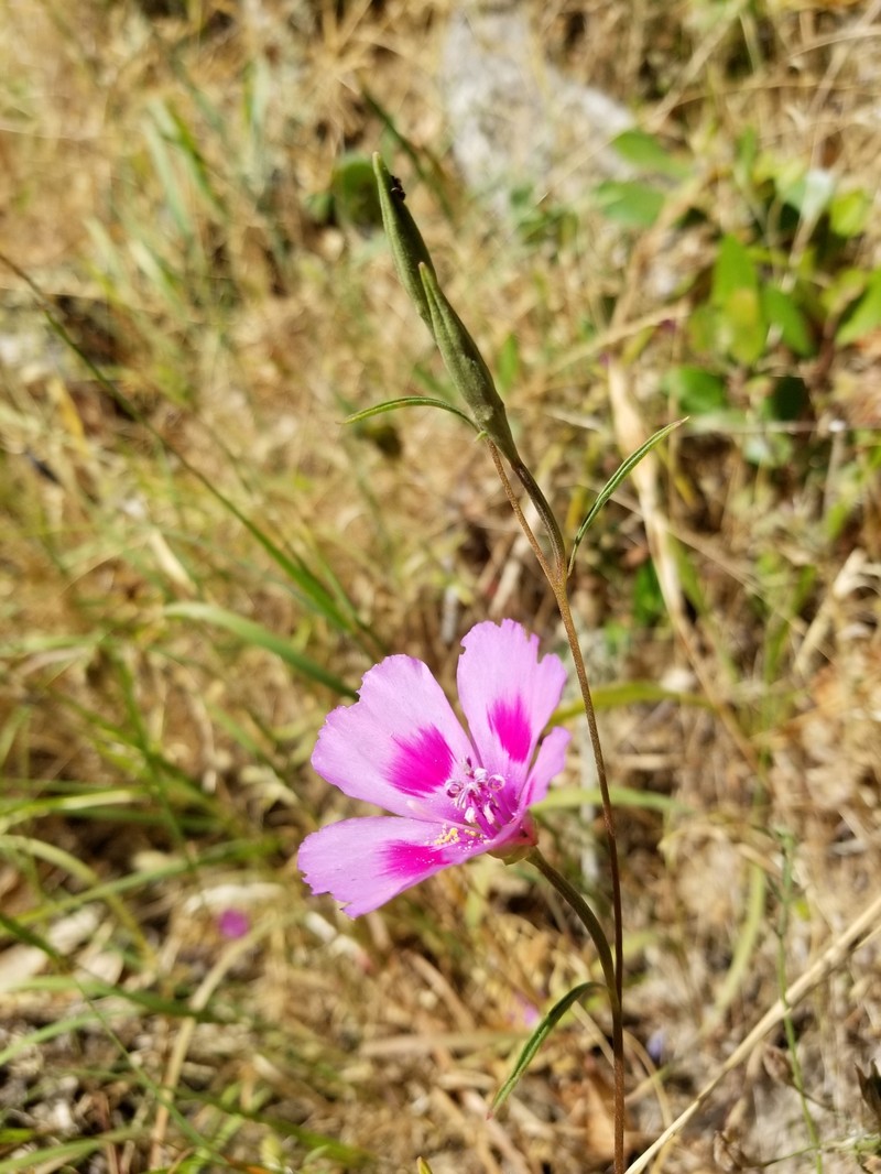 Clarkia amoena subsp. huntiana photo 6