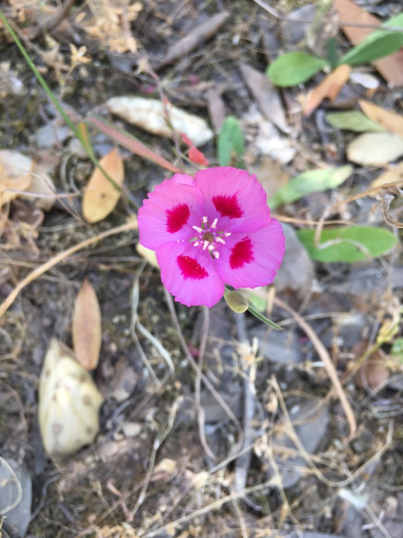 Clarkia amoena subsp. huntiana photo 7