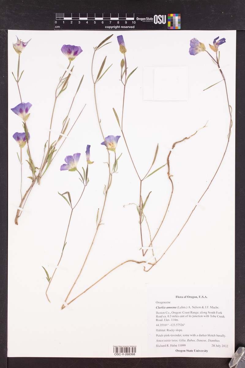 Clarkia amoena subsp. huntiana photo 8
