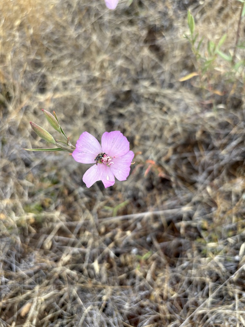 Clarkia amoena subsp. lindleyi