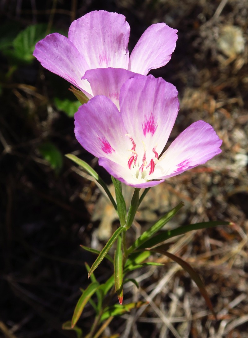 Clarkia amoena subsp. lindleyi photo 2