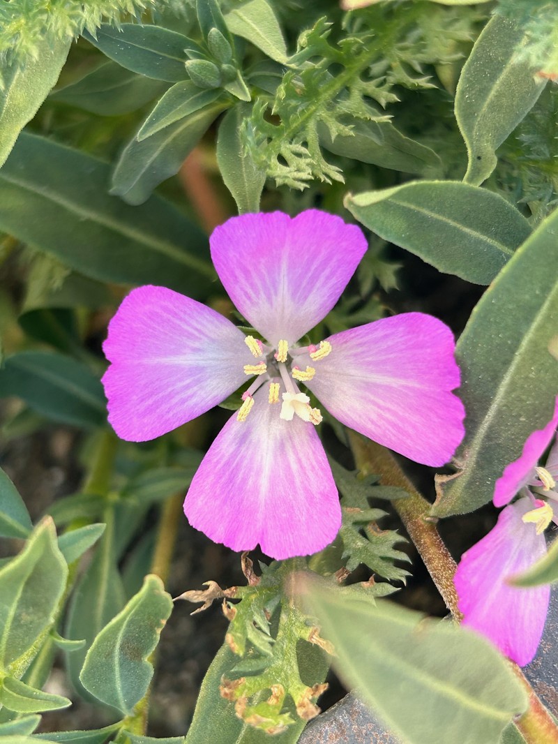 Clarkia amoena subsp. lindleyi photo 3