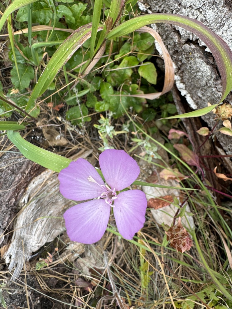 Clarkia amoena subsp. lindleyi photo 4
