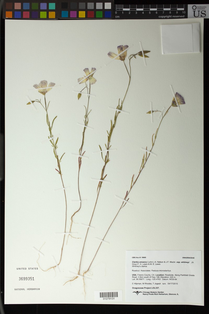 Clarkia amoena subsp. whitneyi