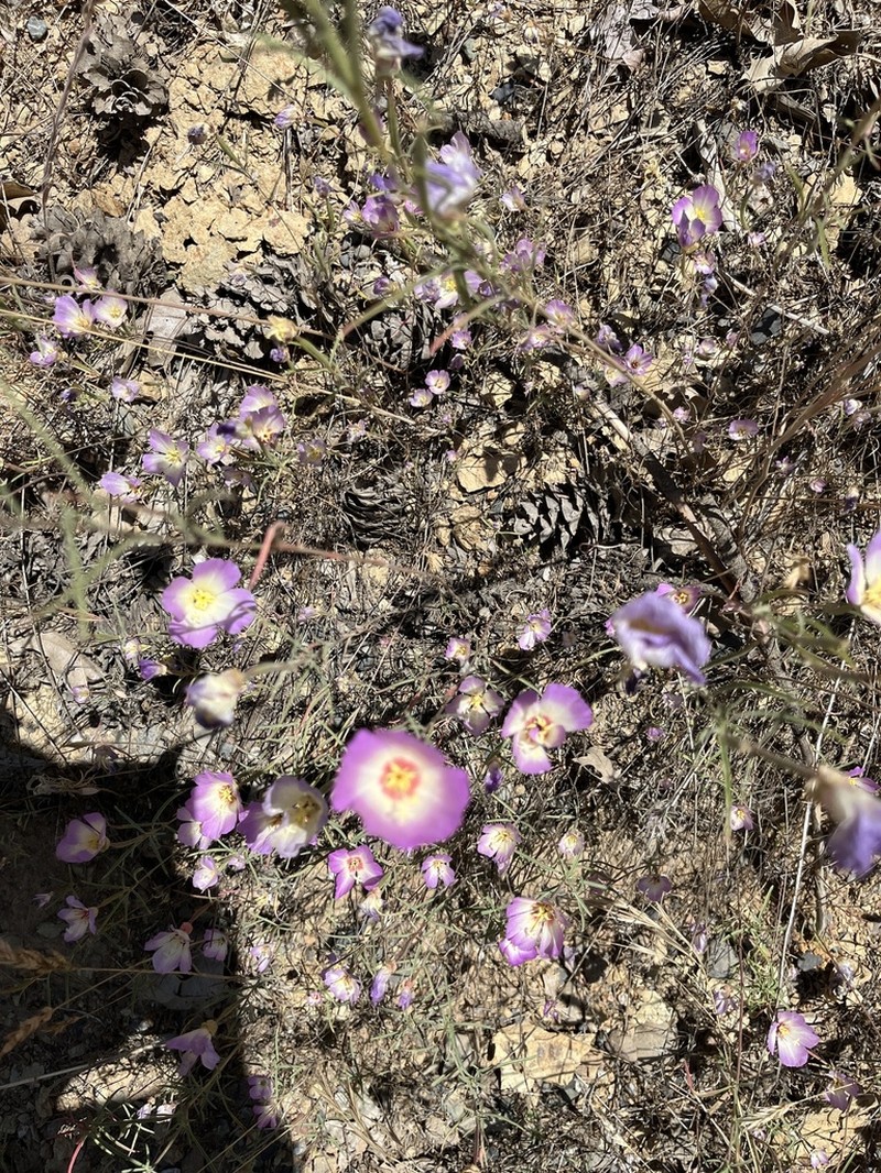 Glandular Clarkia