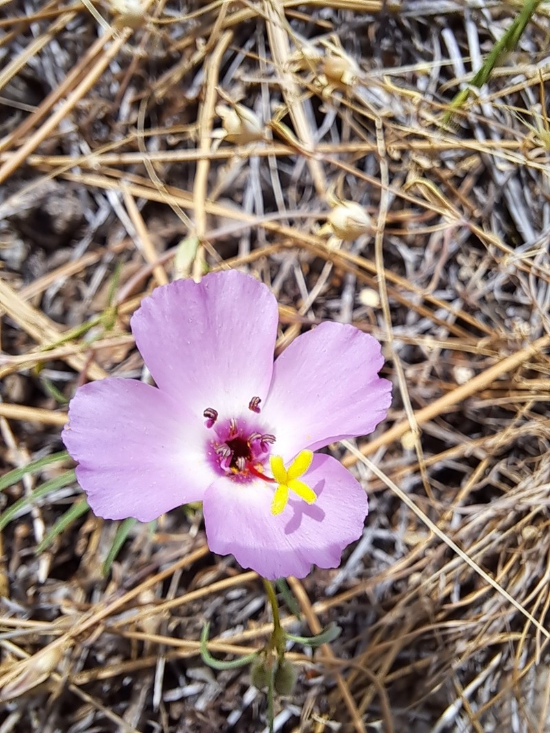 Glandular Clarkia photo 2
