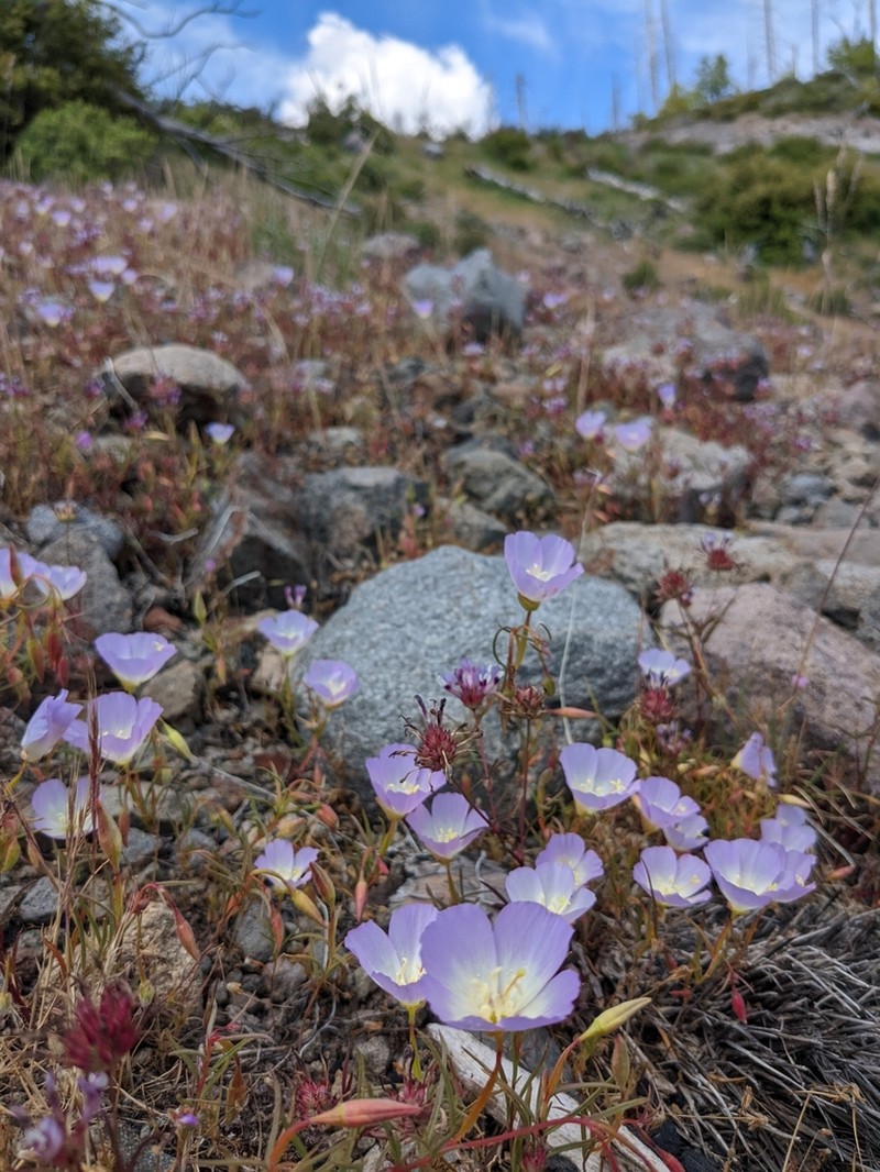 Glandular Clarkia photo 3