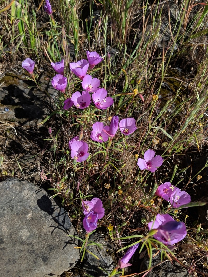 Glandular Clarkia photo 4
