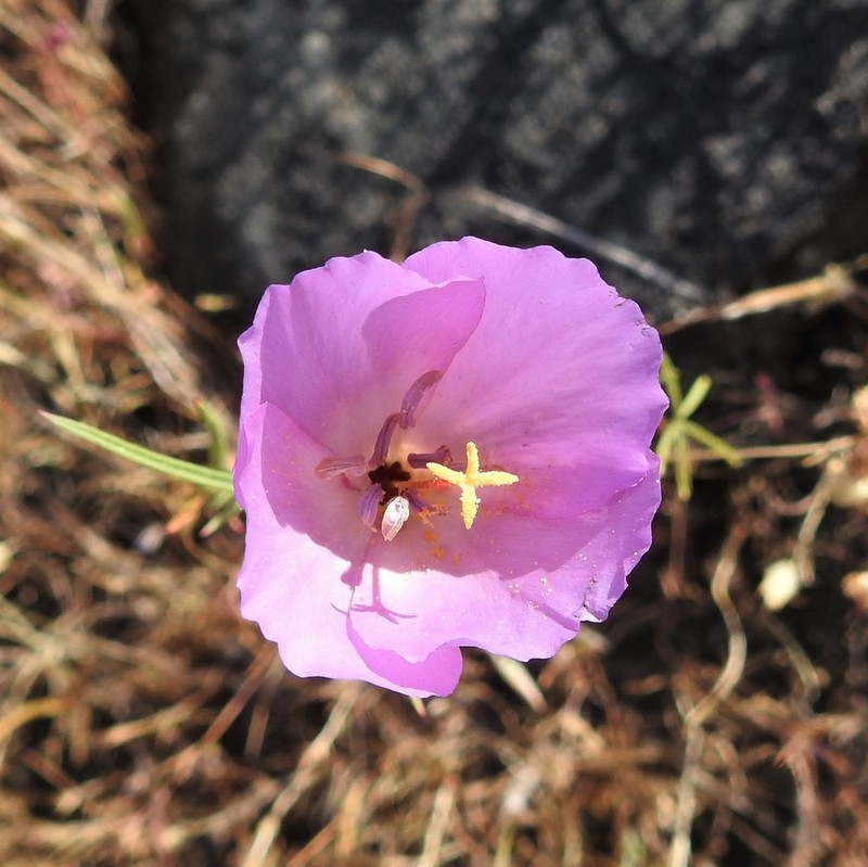 Glandular Clarkia photo 5