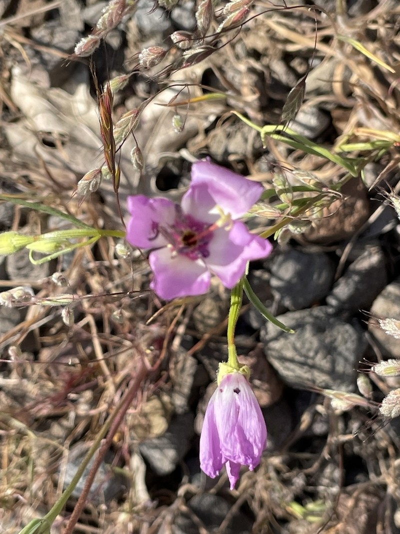 Glandular Clarkia photo 6