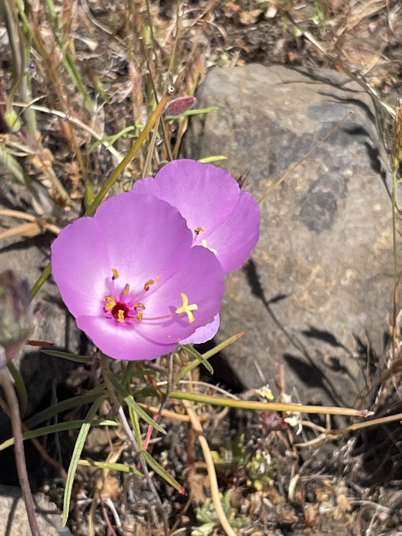 Glandular Clarkia photo 7