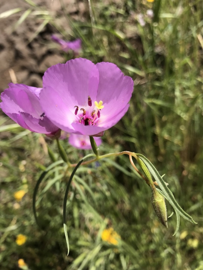 Glandular Clarkia photo 8