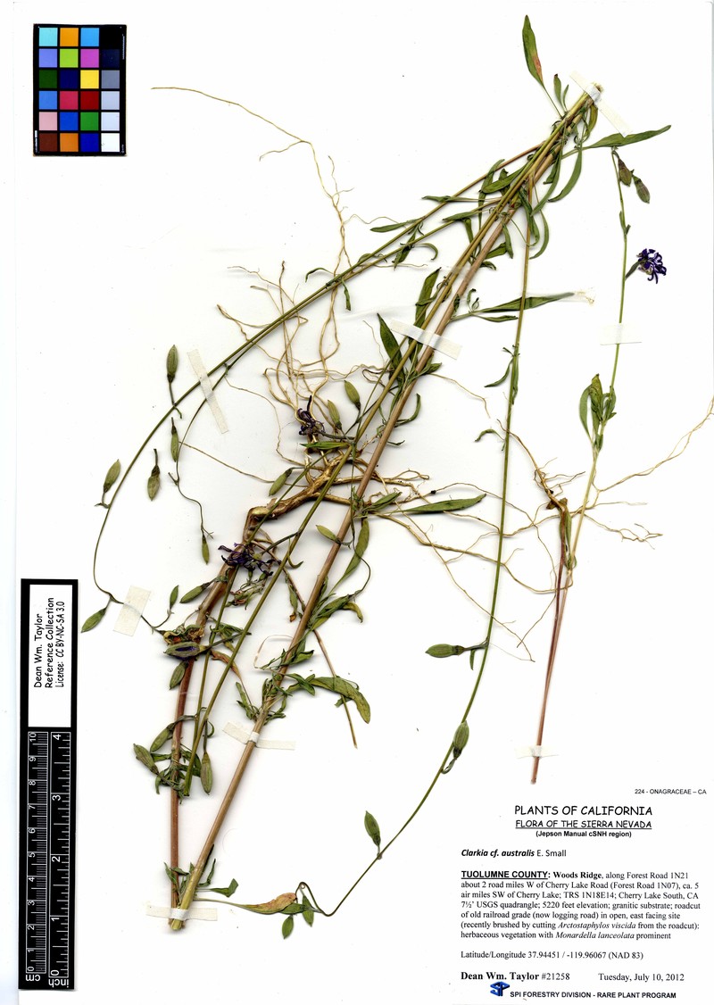 Small's Southern Clarkia