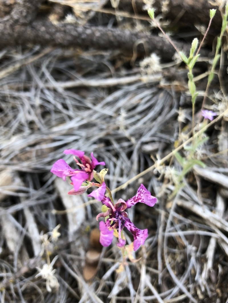 Small's Southern Clarkia photo 2