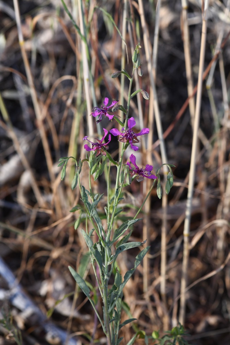 Small's Southern Clarkia photo 3