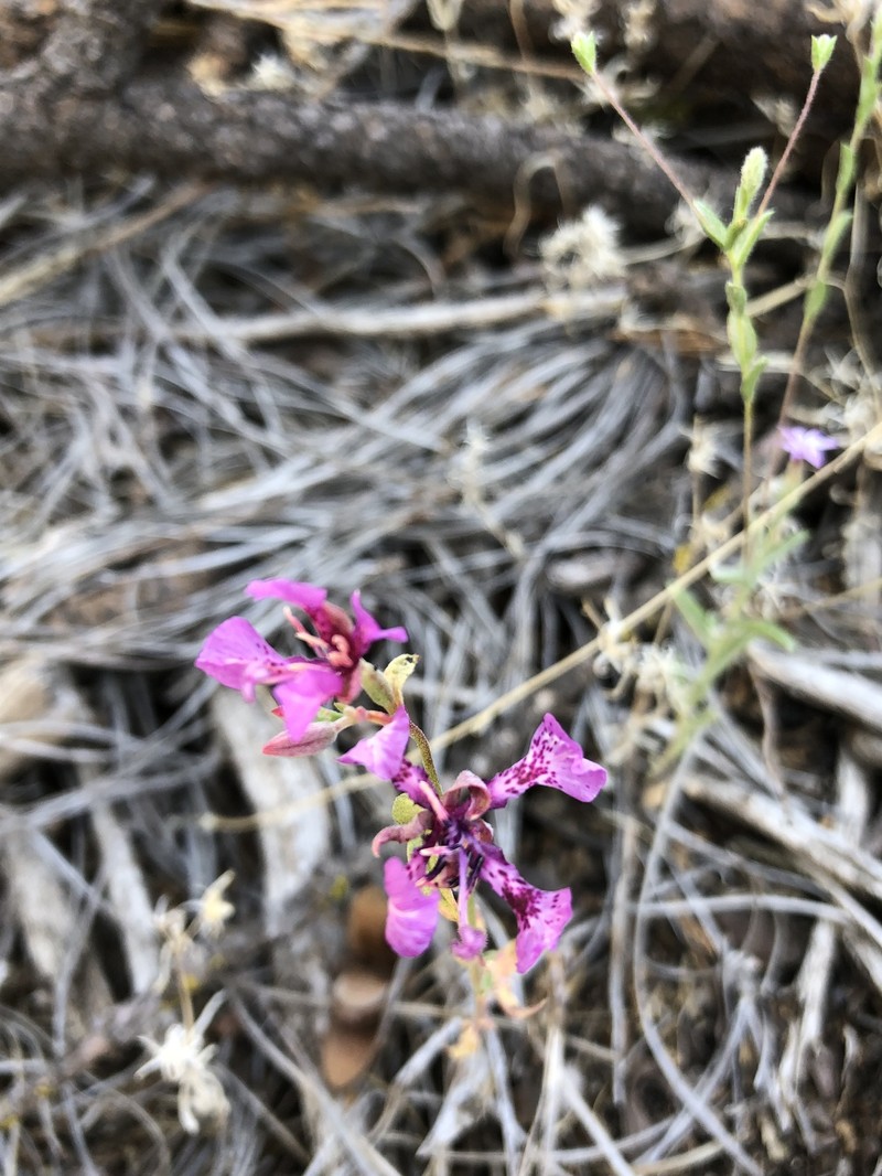 Small's Southern Clarkia photo 4