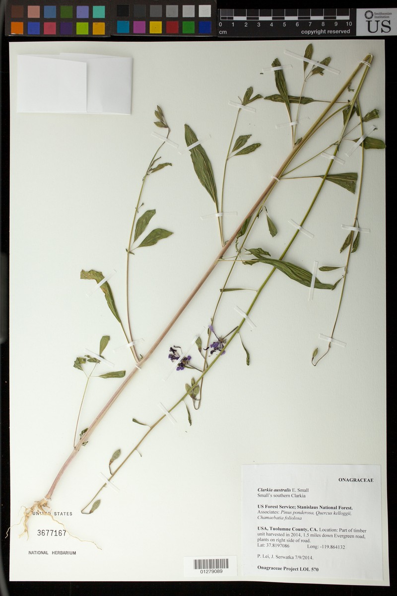 Small's Southern Clarkia photo 5