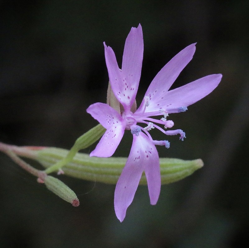 Twolobe Clarkia