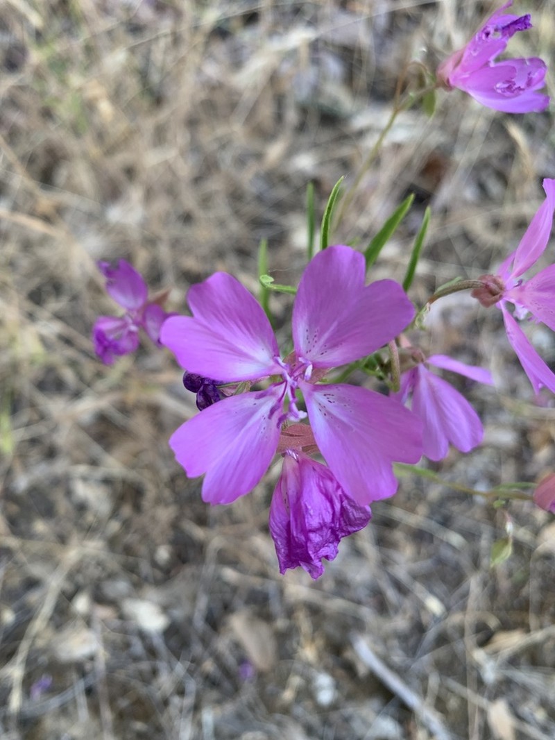 Twolobe Clarkia photo 2
