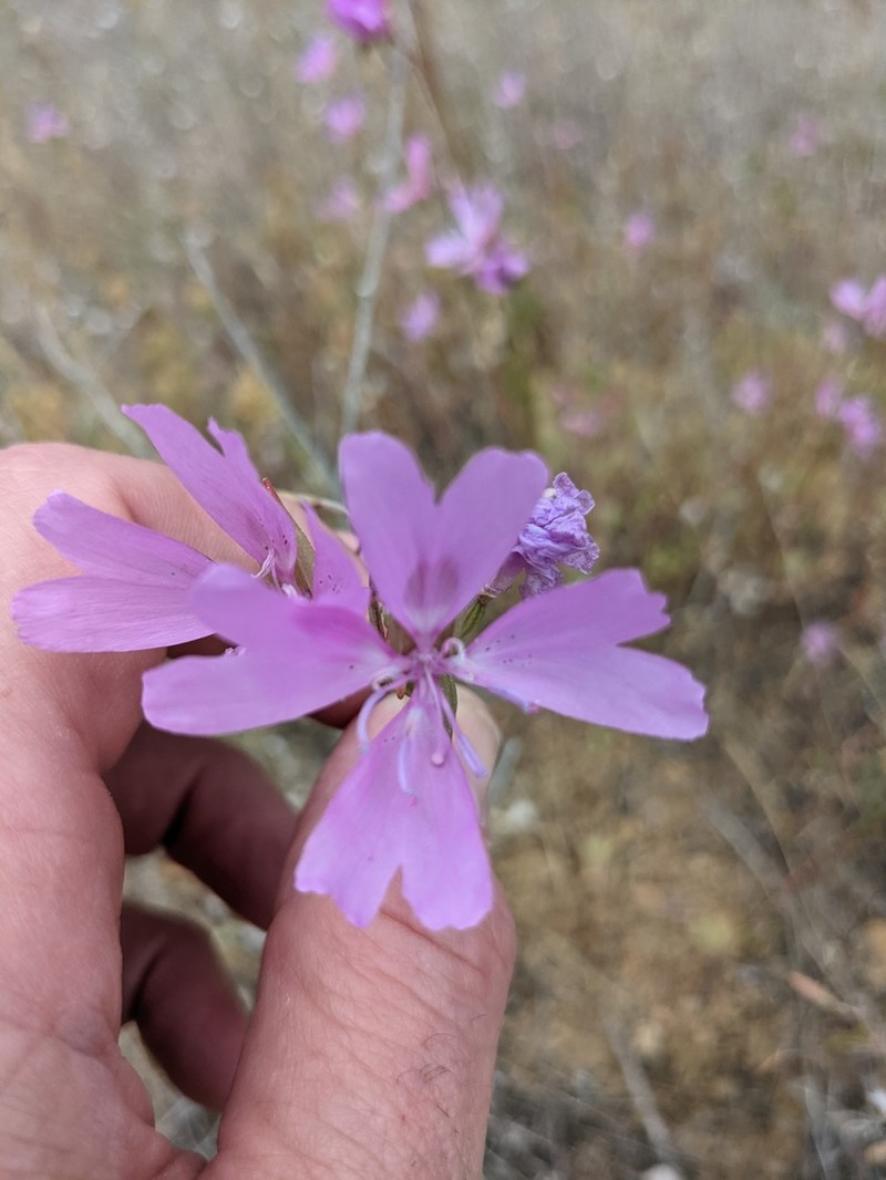 Twolobe Clarkia photo 3