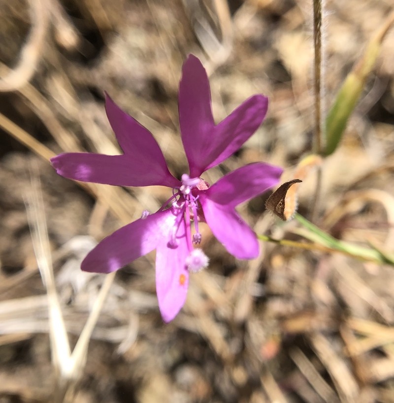 Twolobe Clarkia photo 4
