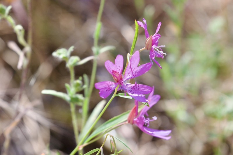 Twolobe Clarkia photo 5
