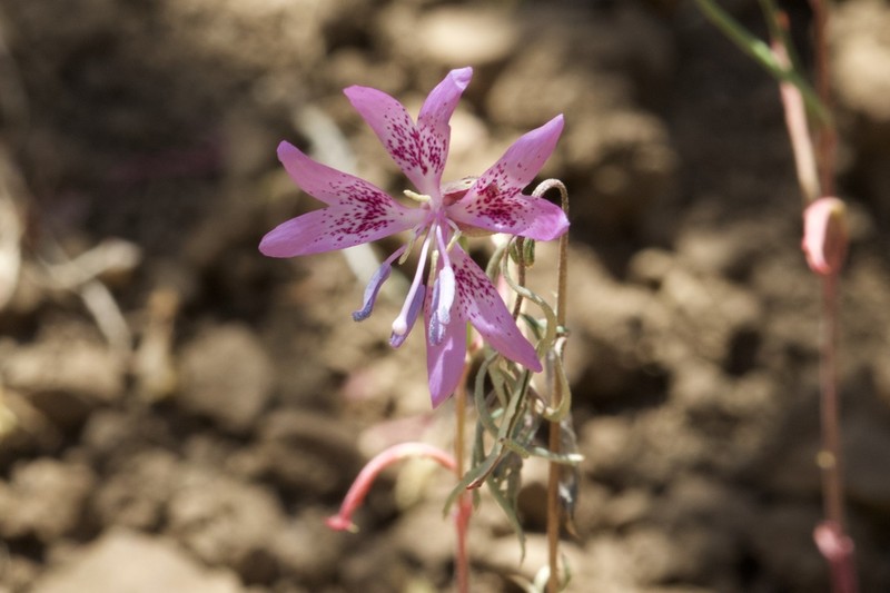 Twolobe Clarkia photo 6