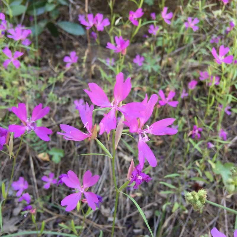 Twolobe Clarkia photo 7