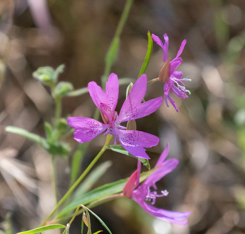 Twolobe Clarkia photo 8