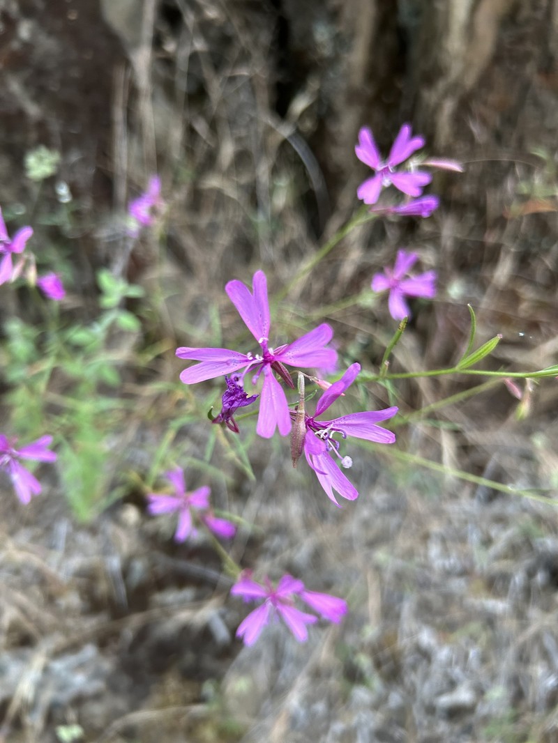 Clarkia biloba subsp. australis