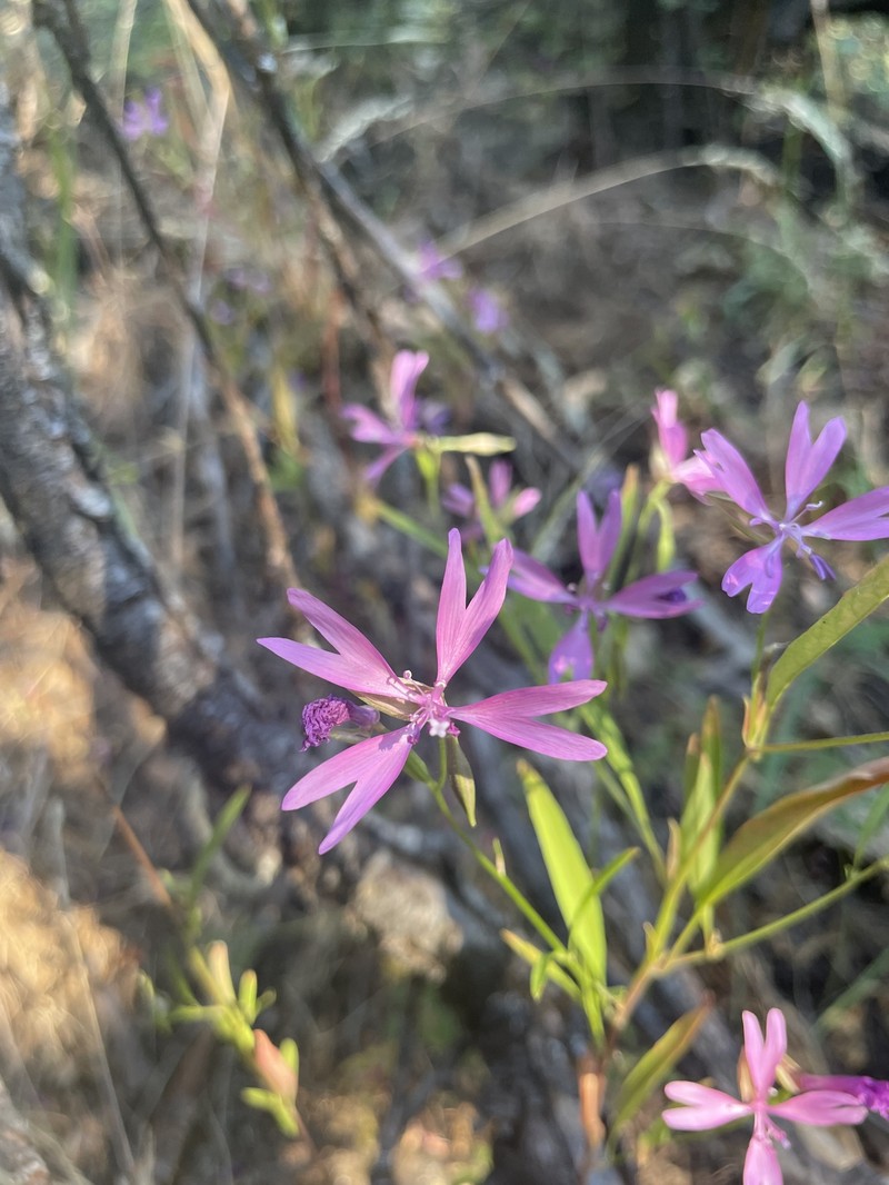 Clarkia biloba subsp. australis photo 2
