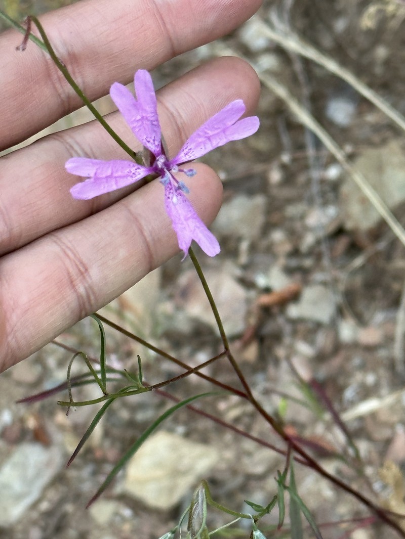 Clarkia biloba subsp. australis photo 3