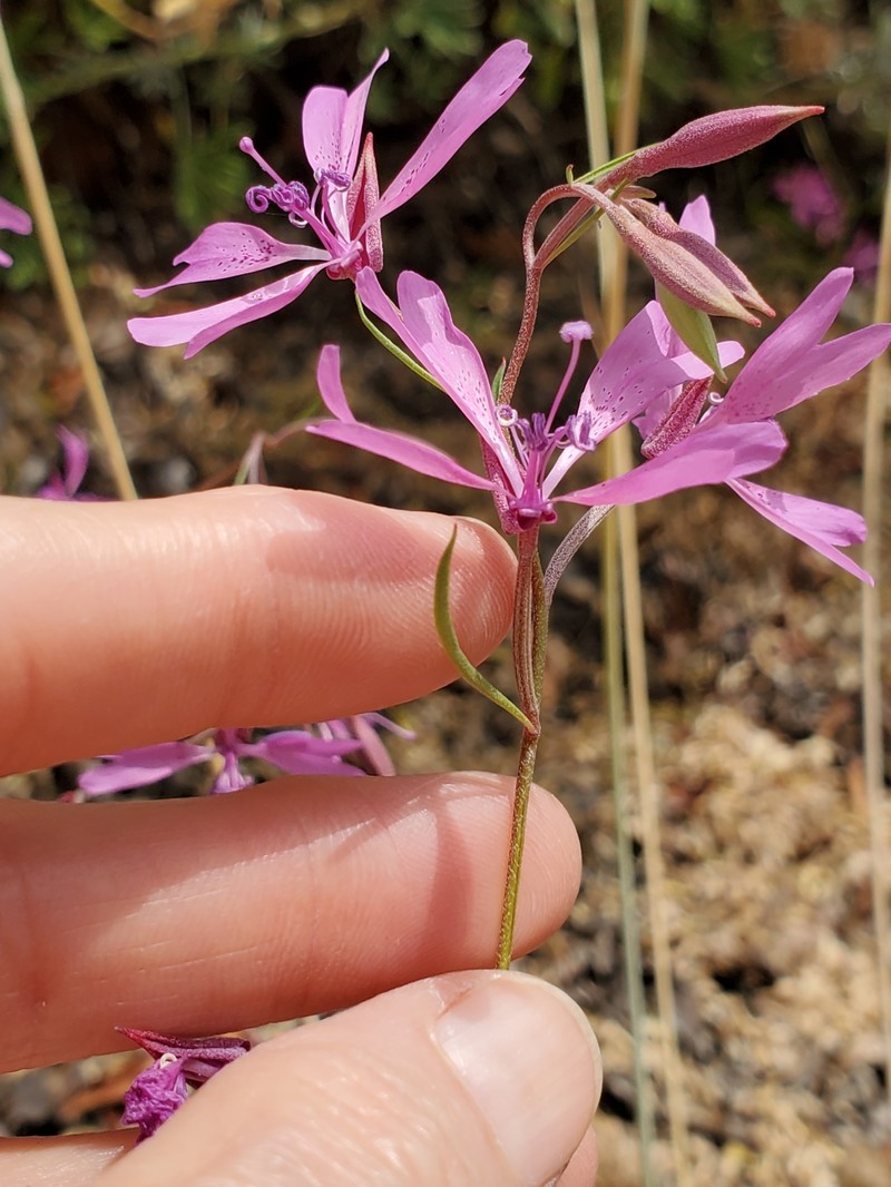 Clarkia biloba subsp. australis photo 4