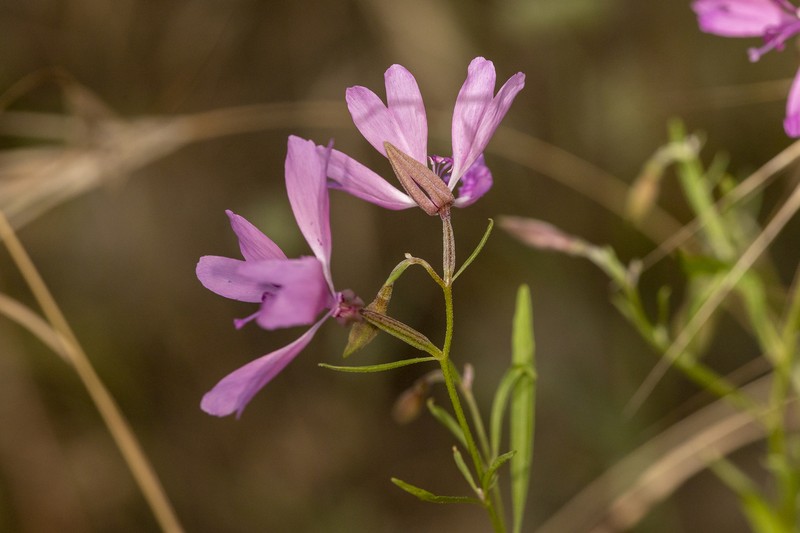 Clarkia biloba subsp. australis photo 5